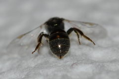 Lasioglossum imitatum
