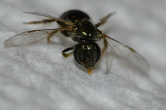 Lasioglossum imitatum