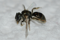 Lasioglossum imitatum