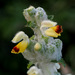 Phlomoides laciniata - Photo (c) Ron Frumkin, some rights reserved (CC BY-NC), uploaded by Ron Frumkin