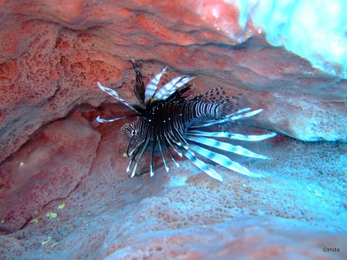 Common Lionfish