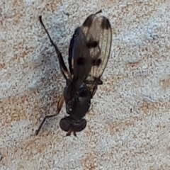 Geomyza tripunctata