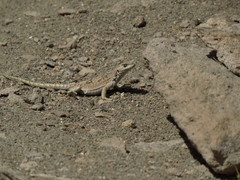 Liolaemus rosenmanni