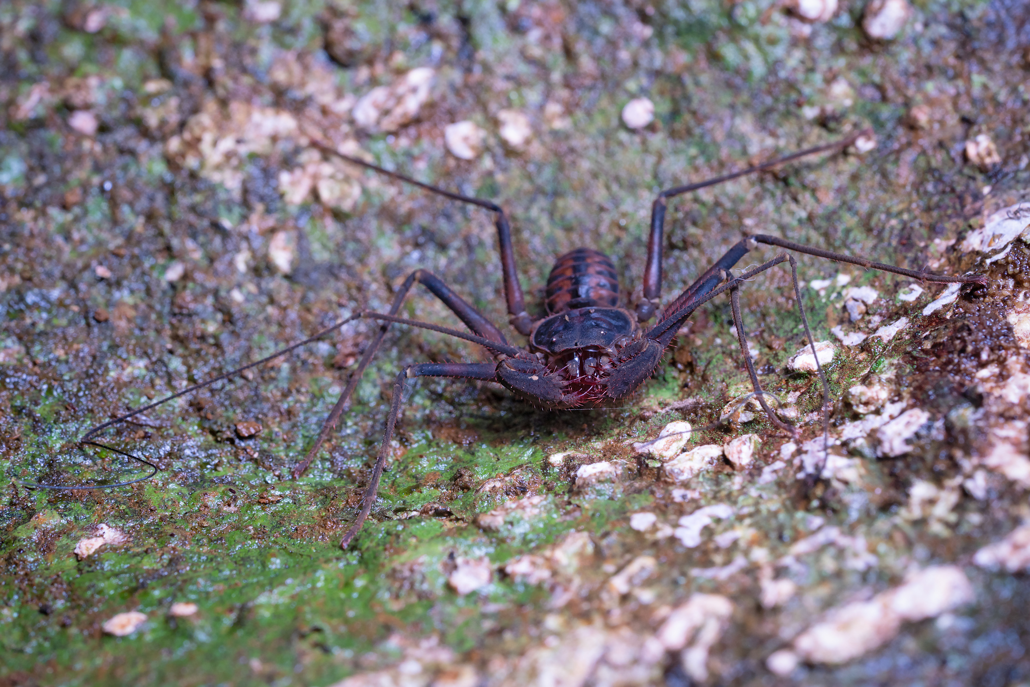 Charinus neocaledonicus Kraepelin, 1895