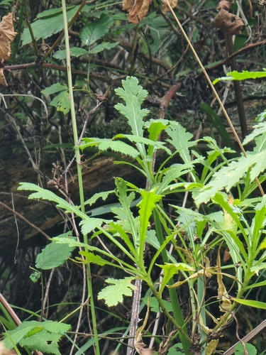 Argyranthemum dissectum (Argyranthemum dissectum)