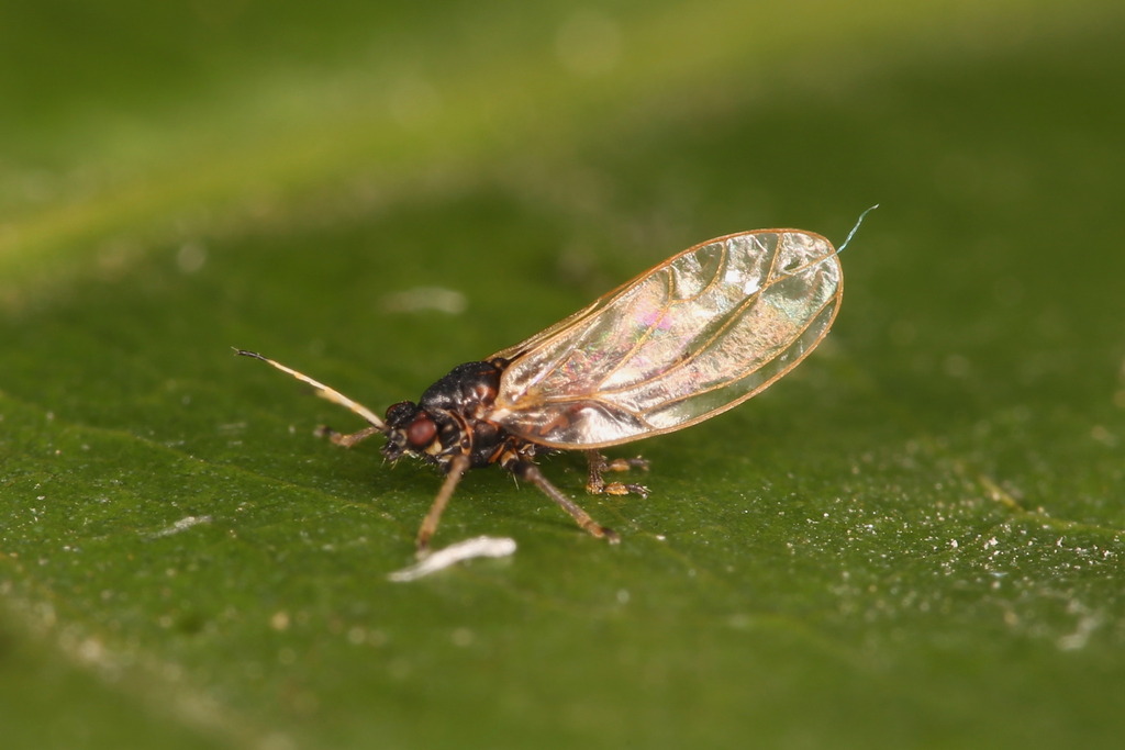 Bactericera femoralis
