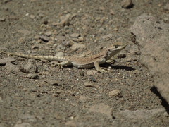 Liolaemus rosenmanni