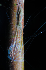 Menneus neocaledonicus