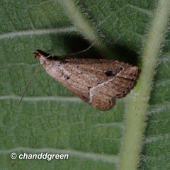 Luceria striata