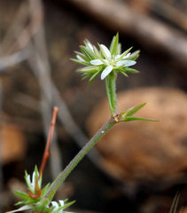 Minuartia decipiens