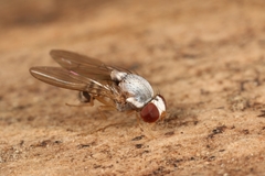 Leucophenga maculata
