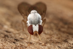 Leucophenga maculata