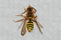 Nomada imbricata