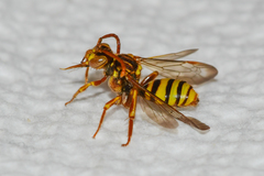 Nomada imbricata