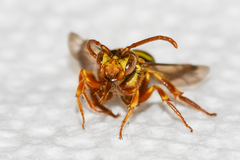 Nomada imbricata