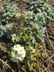 Erysimum concinnum