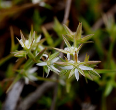 Minuartia decipiens