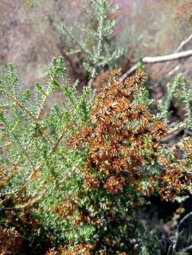 Image of Seriphium cinereum by (c) Corne Brink, some rights reserved (CC BY-SA)