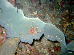 Pterois volitans