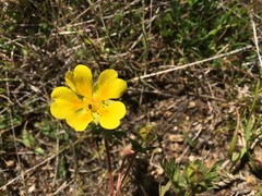 Potentilla hickmanii