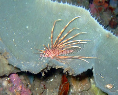 Pterois volitans