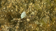 Sandslope Goby photo 4
