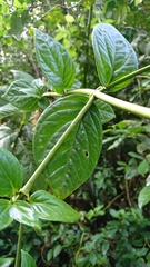 Macrocarpaea sodiroana