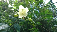 Macrocarpaea sodiroana