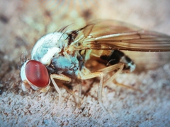 Leucophenga maculata