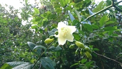 Macrocarpaea sodiroana