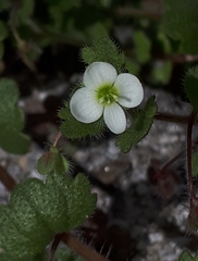 Veronica cymbalaria