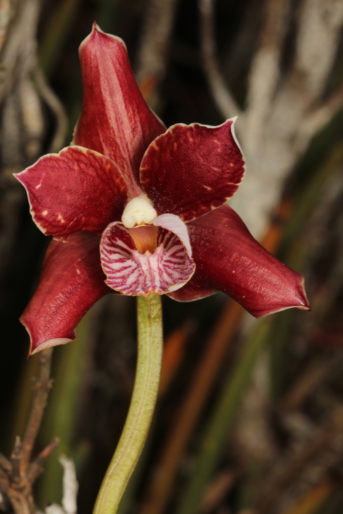 Scuticaria irwiniana
