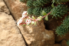 Crassula natalensis