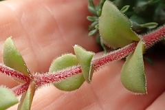 Crassula natalensis