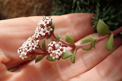 Crassula natalensis