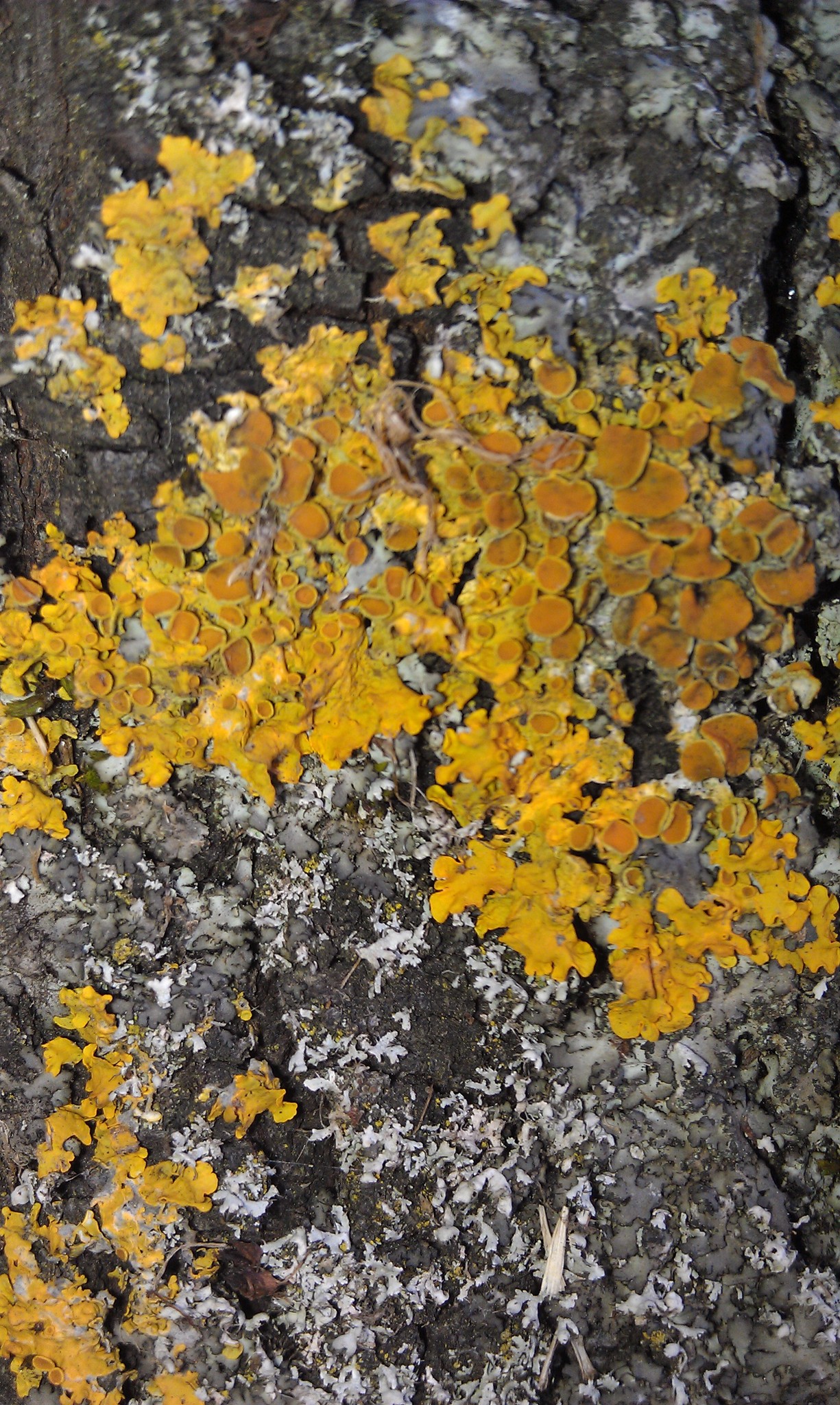 Xanthoria parietina var. parietina image