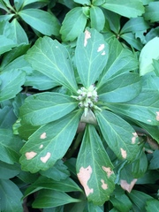 Pachysandra