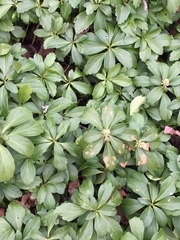 Pachysandra