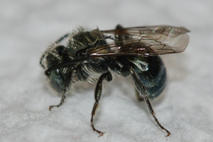 Osmia atriventris