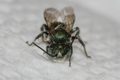 Osmia atriventris