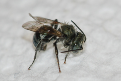 Osmia atriventris