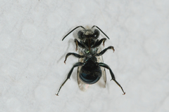 Osmia atriventris