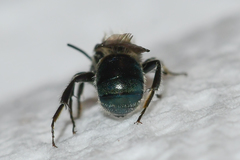 Osmia atriventris