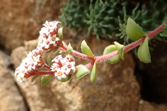 Crassula natalensis