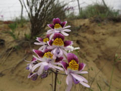 Schizanthus litoralis