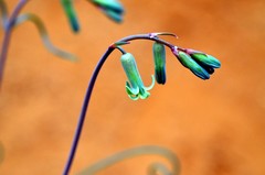 Dipcadi brevifolium