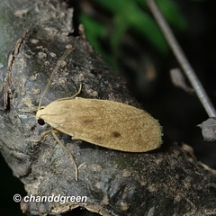 Paralithosia shaowuica