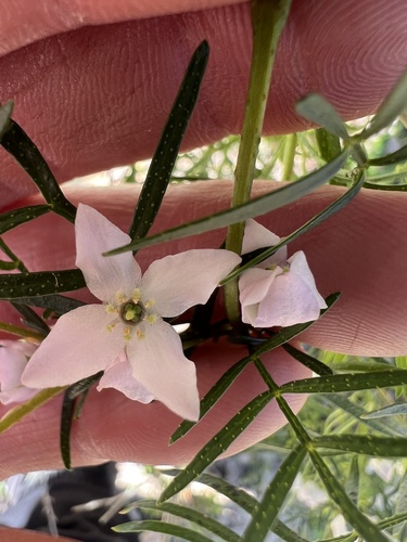 forest boronia (Boronia muelleri)