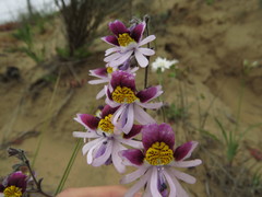 Schizanthus litoralis