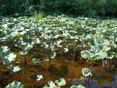 Petasites radiatus